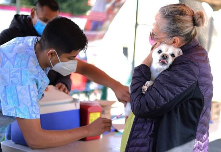 Habrá vacunas gratis contra la rabia para perros y gatos en Morelia 2 img 20240122 wa01151926331573669653584