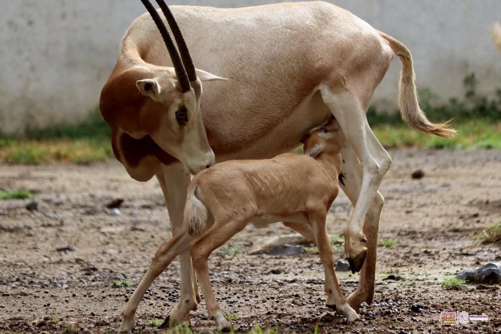 Zoológico de Morelia trabaja para mantenerse entre los mejores 10 de Latinoamérica 2 img 20240127 wa00198116914532058678106