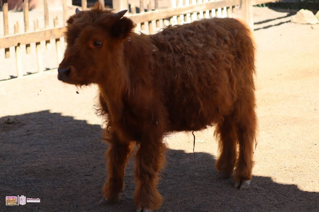 Carlitos, el nuevo búfalo escocés del ZooMorelia 2 img 20240204 wa00186294639247735406505