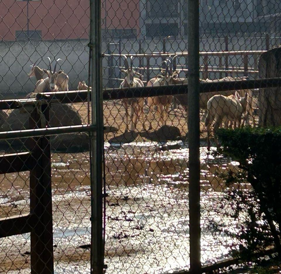 zoo de morelia