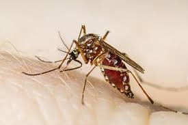 dengue 2