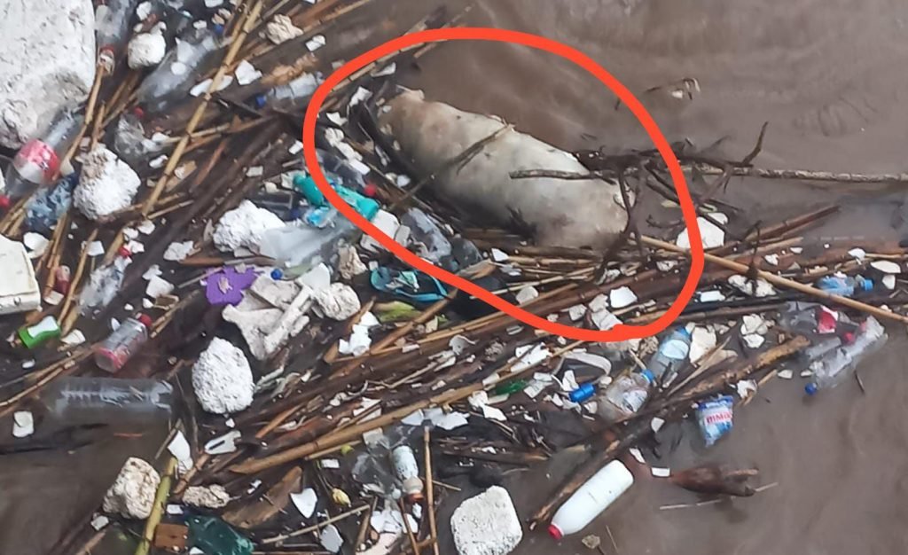 Cadáver de puerco a la deriva en Morelia, temen que tape canales pluviales 2 img 20240823 wa00728559502809027996226