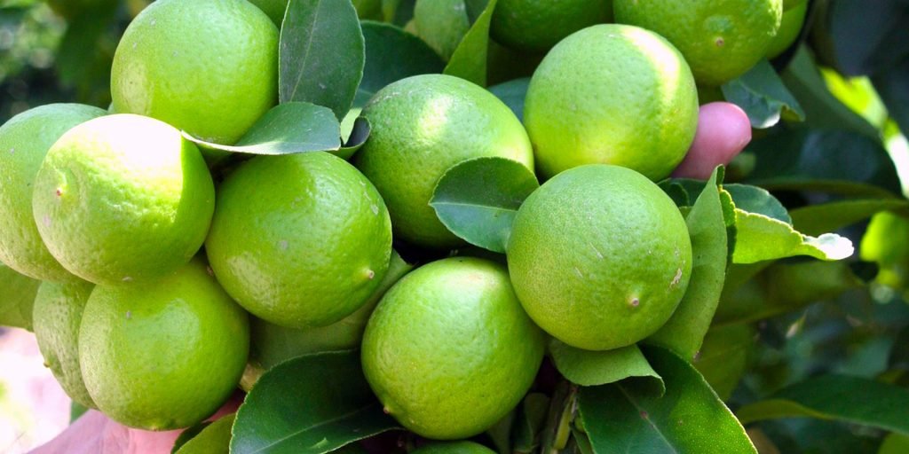 Esto es lo que ocurre con el Limón en Michoacán 2 limon