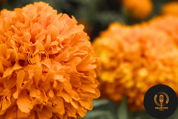 Conoce cuándo será la Fiesta de la Flor de Cempasúchil en el Colegio, Tarímbaro 3 Conoce cuando sera la Fiesta de la Flor de Cempasuchil en el Colegio Tarimbaro 1