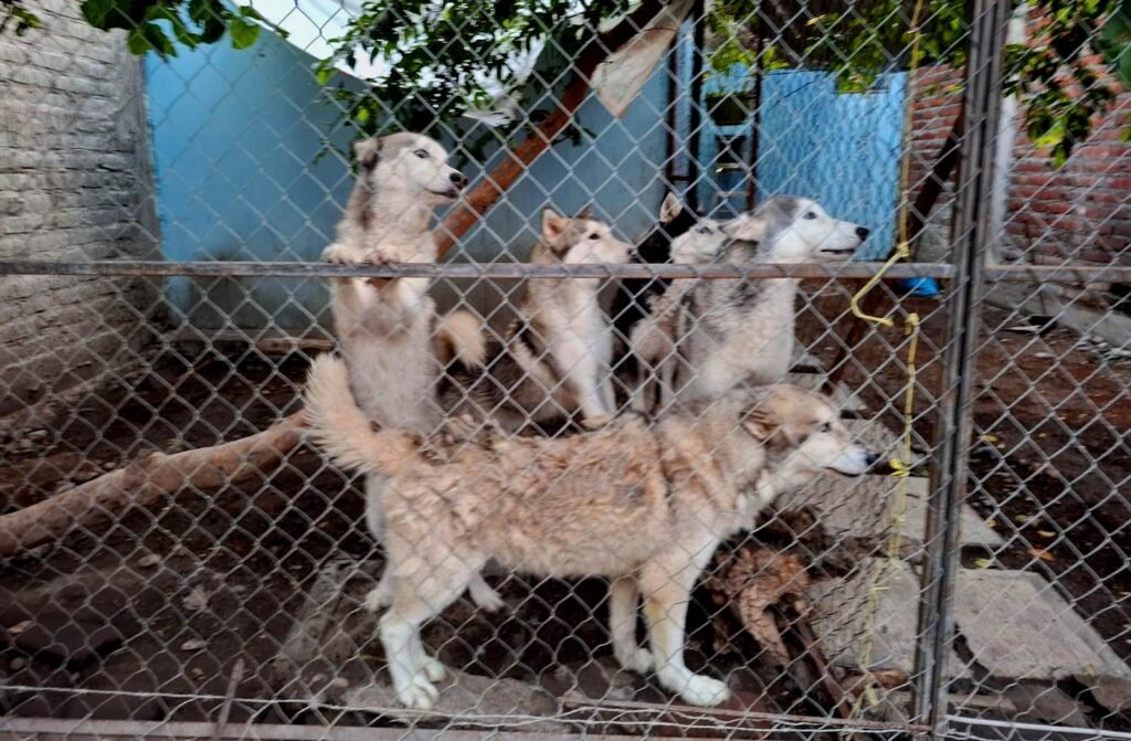 En cateo rescata FGE a cinco ejemplares caninos victima de maltrato animal