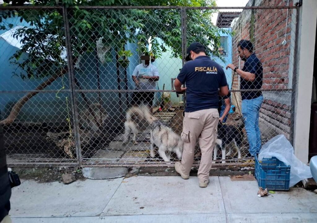 En cateo rescata FGE a cinco ejemplares caninos victima de maltrato animal 2