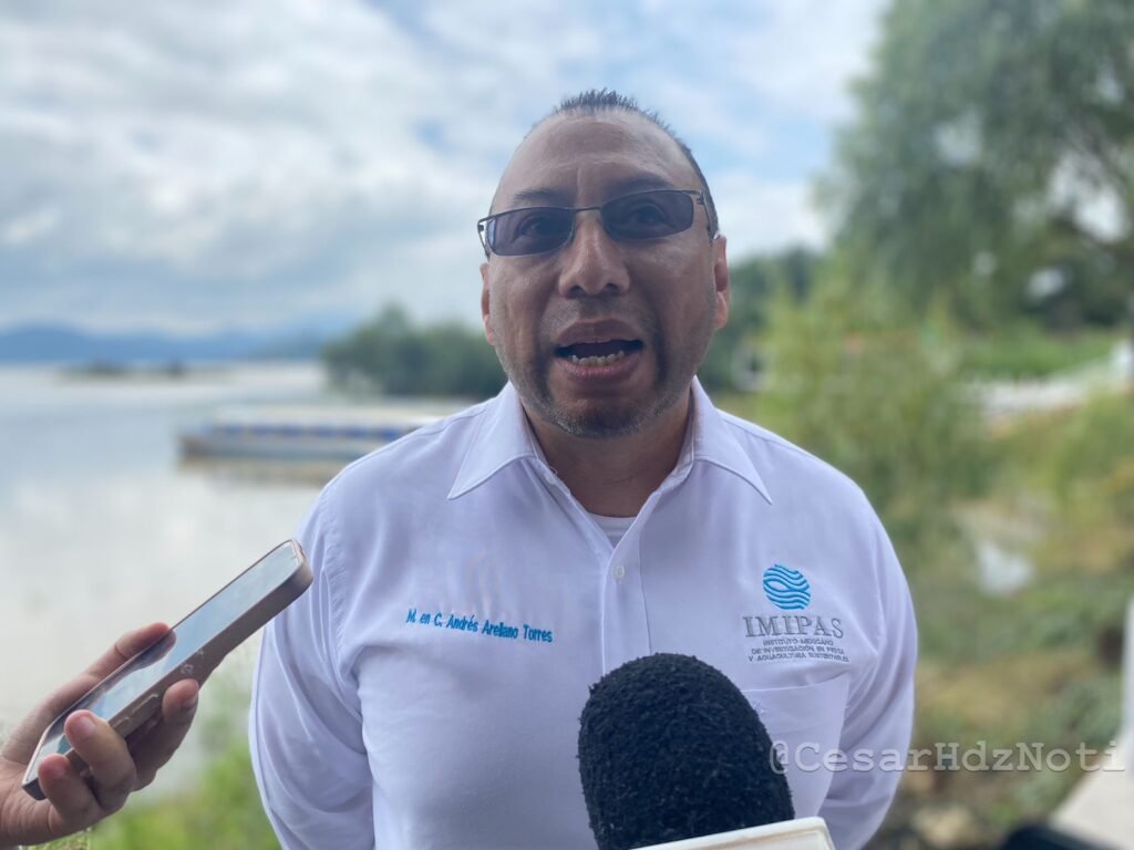 Importante siembra de acúmaras en el Lago de Pátzcuaro, autoridades luchan en contra de la extinción 2 Importante siembra de acumaras en el Lago de Patzcuaro autoridades luchan en contra de la extincion