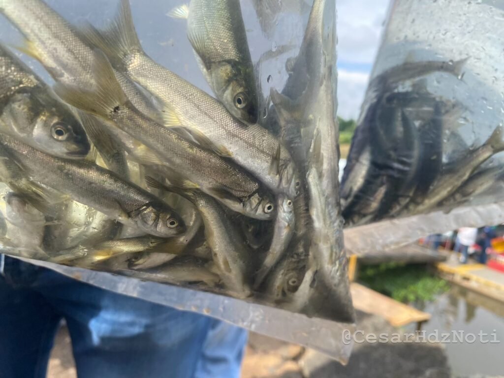 Importante siembra de acúmaras en el Lago de Pátzcuaro, autoridades luchan en contra de la extinción 3 Importante siembra de acúmaras en el Lago de Pátzcuaro, autoridades luchan en contra de la extinción