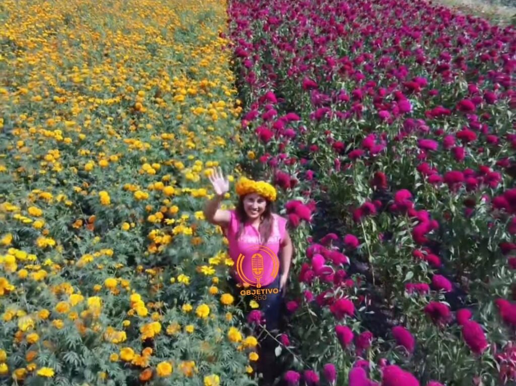 Michoacan Desde el Cielo Habra Drones para Videos Gratis en Campos de Flor de Cempasuchil 9