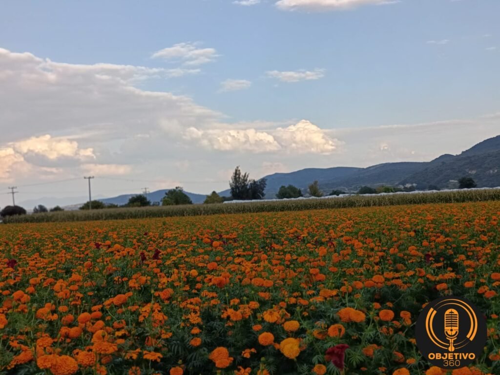Enamórate de México y disfruta de la ruta de las flores de cempasúchil en tres municipios de Michoacán 2 Enamorate de Mexico y disfruta de la ruta de las flores de cempasuchil en tres municipios de Michoacan