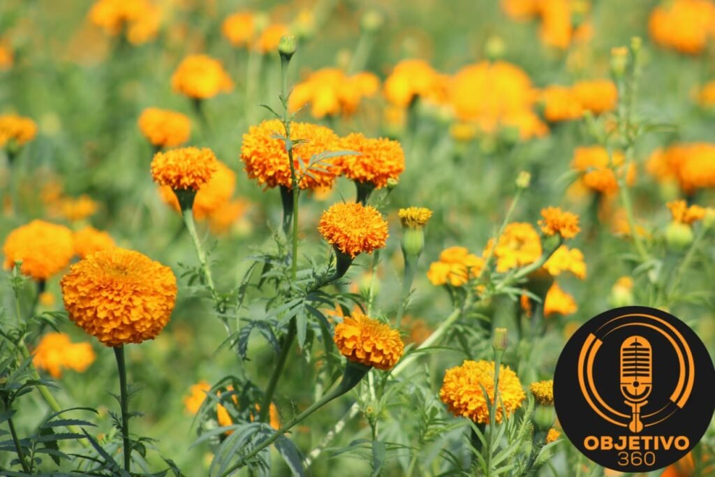 Conoce el programa de actividades de la la fiesta de la flor de cempasúchil en el Colegio, Tarímbaro 2024 4 Fiesta de la Flor de Cempasuchil 2024 en Tarimbaro Michoacan Una Tradicion que Celebra la Cultura y el Folclore