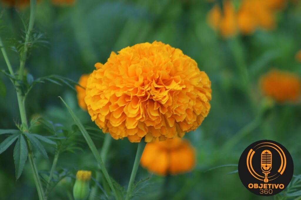 Conoce el programa de actividades de la la fiesta de la flor de cempasúchil en el Colegio, Tarímbaro 2024 2 Fiesta de la Flor de Cempasuchil 2024 en Tarimbaro Michoacan Una Tradicion que Celebra la Cultura y el Folclore 90