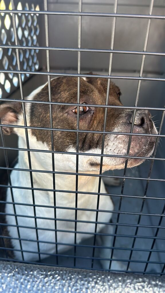 Fiscalía de Michoacán rescata a un perro Pitbull víctima de maltrato animal 4 Fiscalia de Michoacan rescata a un perro Pitbull victima de maltrato animal 0