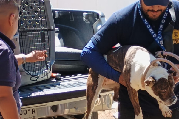 Fiscalia de Michoacan rescata a un perro Pitbull victima de maltrato animal 012