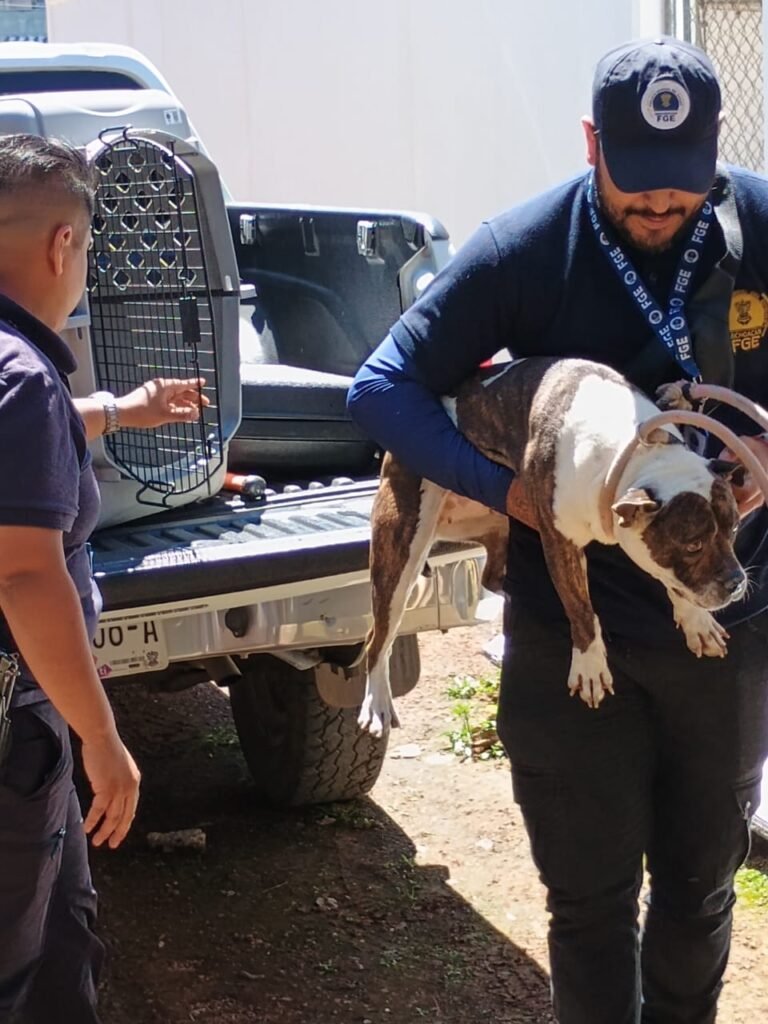 Fiscalía de Michoacán rescata a un perro Pitbull víctima de maltrato animal 3 Fiscalia de Michoacan rescata a un perro Pitbull victima de maltrato animal 6