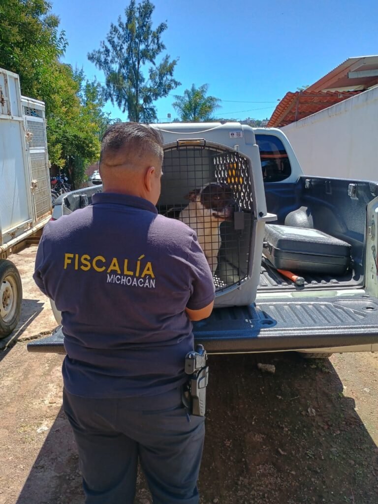 Fiscalía de Michoacán rescata a un perro Pitbull víctima de maltrato animal 2 Pitbull fge maltrato animal