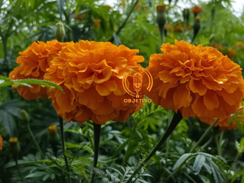 Ya Viene el Festival de las Flores Copándaro: Un Fin de Semana de Color y Aroma a Cempasúchil 4 flor de cempasuchil en el colegio
