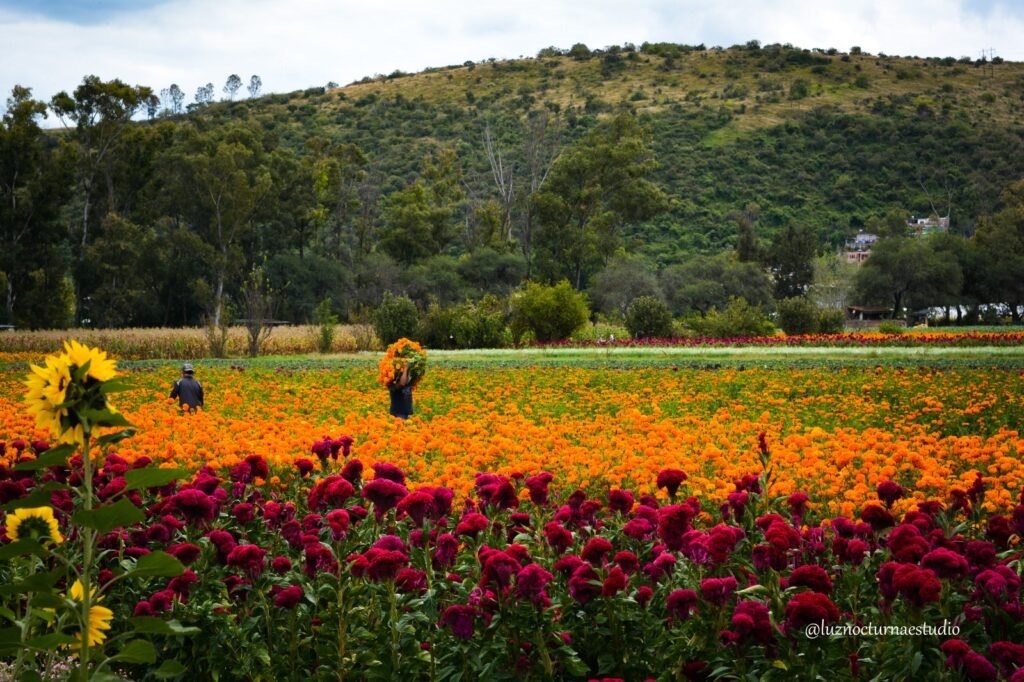 Michoacán se Alista para la Ruta de las Flores de Cempasúchil: Recorridos Turísticos en Copándaro, Tarímbaro y Cuitzeo 2 ruta de las flores de cempasuchil en michoacan