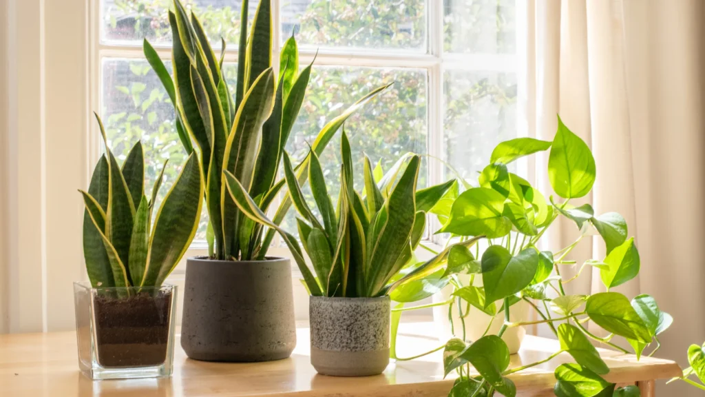 Morelia se llena de verde: Trueque Masivo de Plantas este 30 de noviembre 2 plantas morelia 9