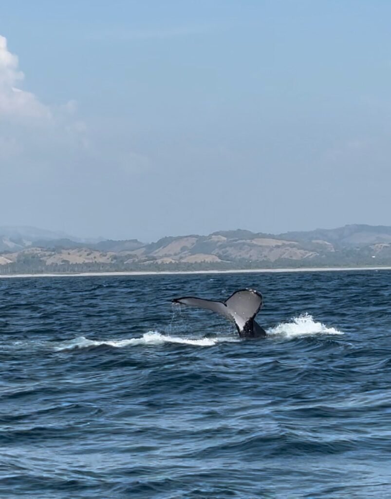 Ya es tiempo de avistamiento de ballenas en Michoacan venden paquetes de viaje desde Morelia