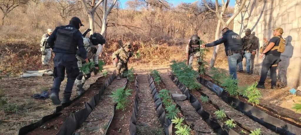 En operativo interinstitucional llevado a cabo en Tarímbaro, fue localizado y destruído un plantío de marihuana 3 100086740062954304493359754