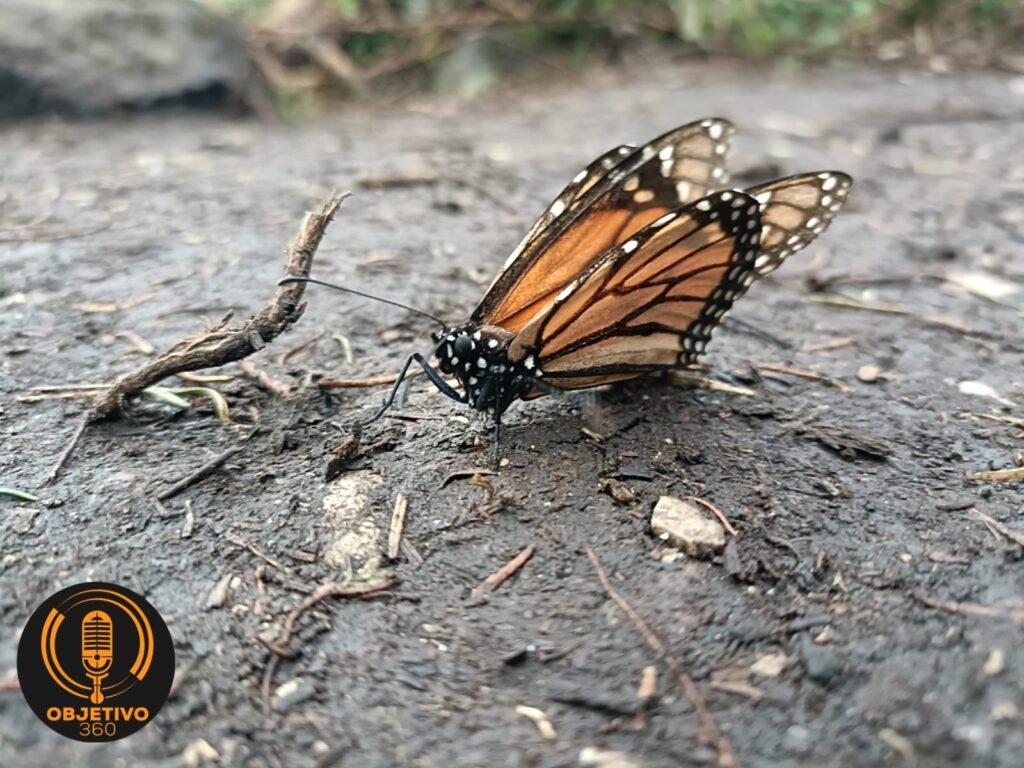 A 50 anos del descubrimiento de los santuarios de las Mariposas Monarca te invitamos a disfrutar de su visita en Michoacan