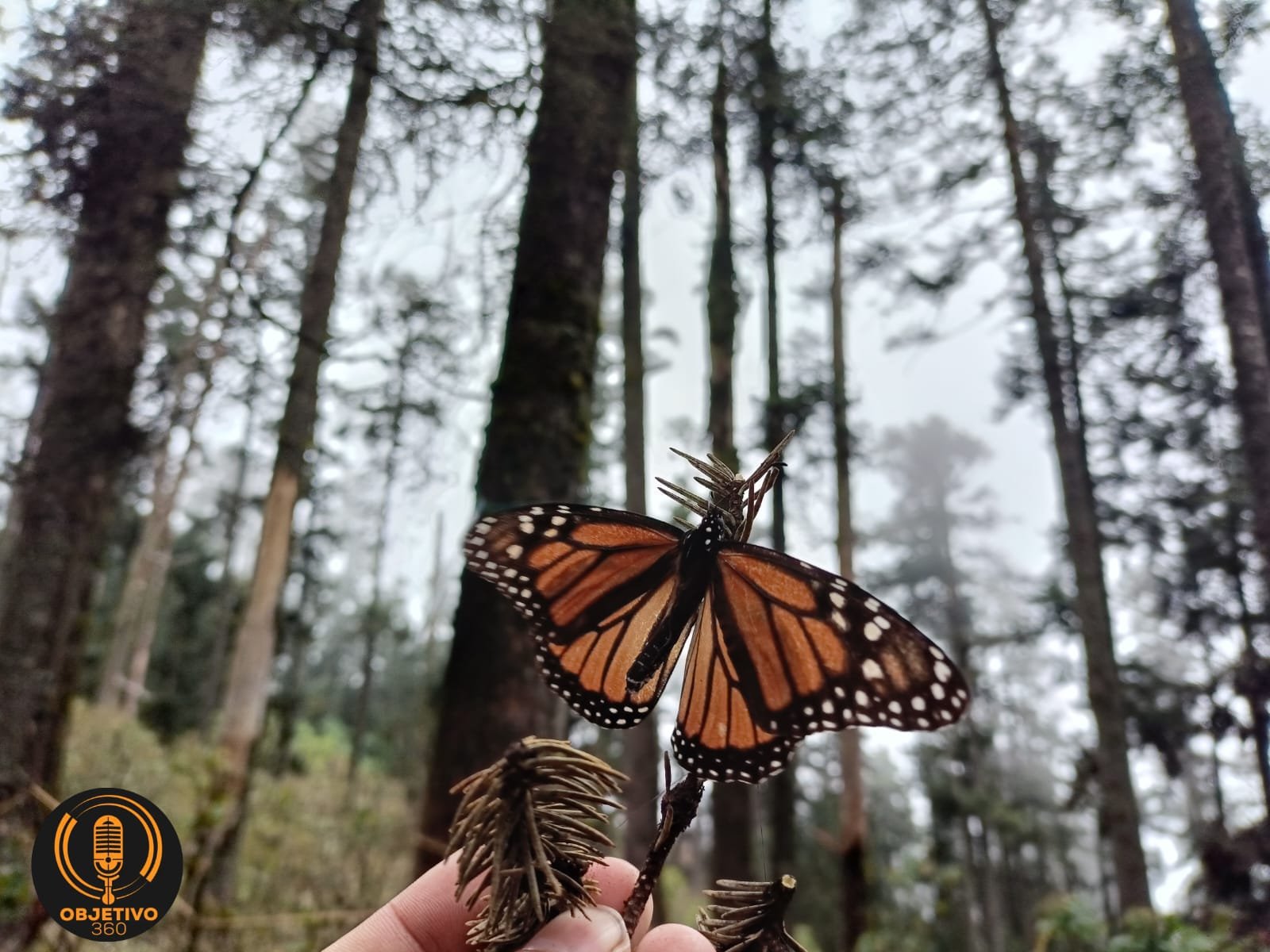 A 50 anos del descubrimiento de los santuarios de las Mariposas Monarca te invitamos a disfrutar de su visita en Michoacan 890