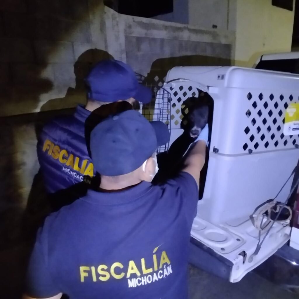 FGE rescata a ejemplar canino en condiciones de maltrato animal, tras cateo en el fraccionamiento Campo Nubes en Morelia 3 FGE rescata a ejemplar canino en condiciones de maltrato animal tras cateo en el fraccionamiento Campo Nubes en Morelia 809K
