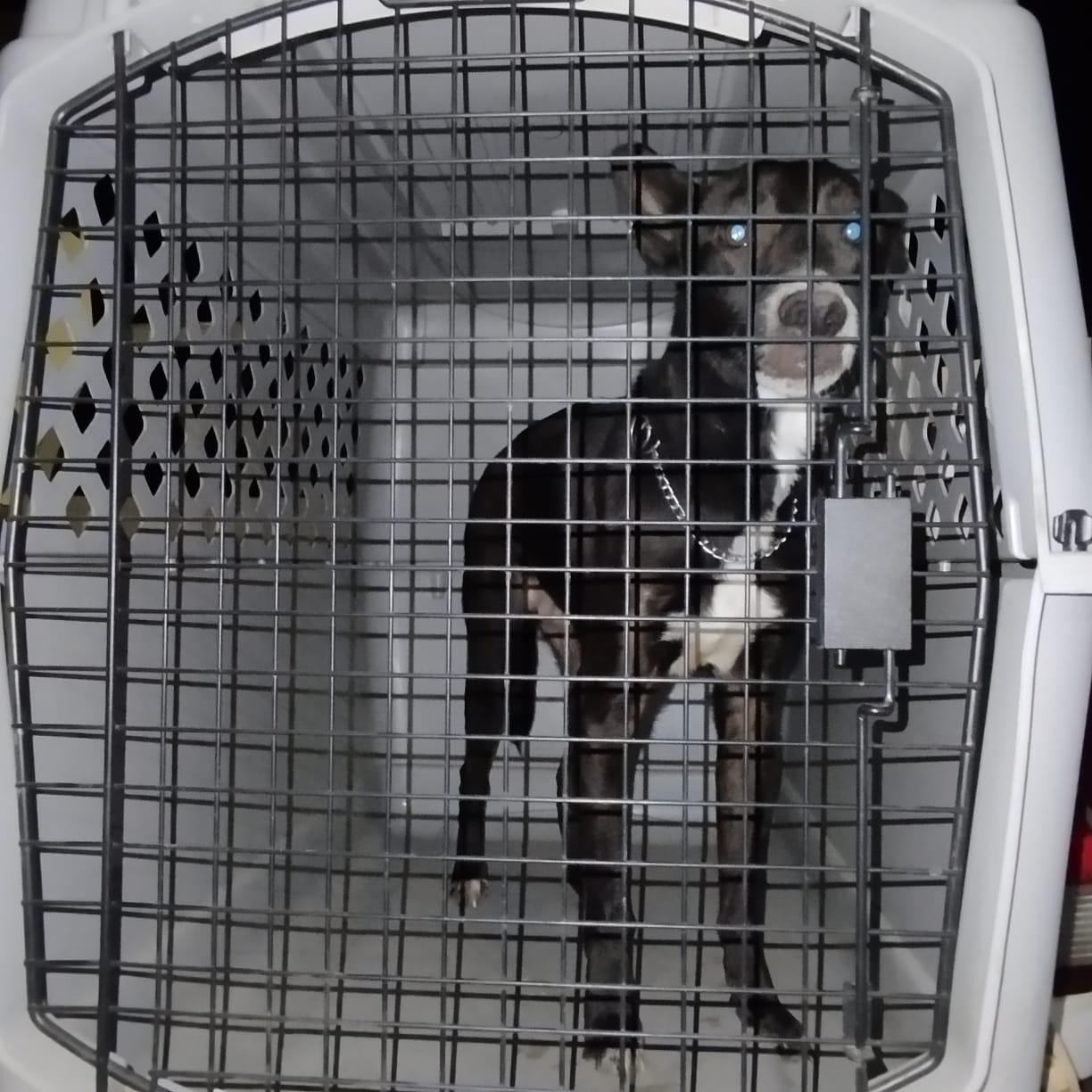 FGE rescata a ejemplar canino en condiciones de maltrato animal tras cateo en el fraccionamiento Campo Nubes en Morelia 89