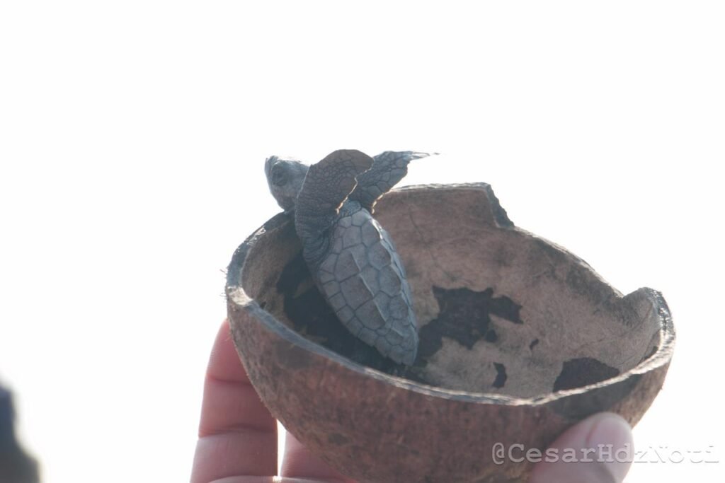 Urge apoyo de Bedolla para conservacion de tortugas marinas en Michoacan El Habillal 89