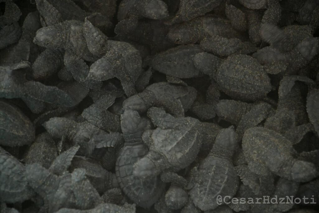 Urge apoyo de Bedolla para conservacion de tortugas marinas en Michoacan El Habillal p