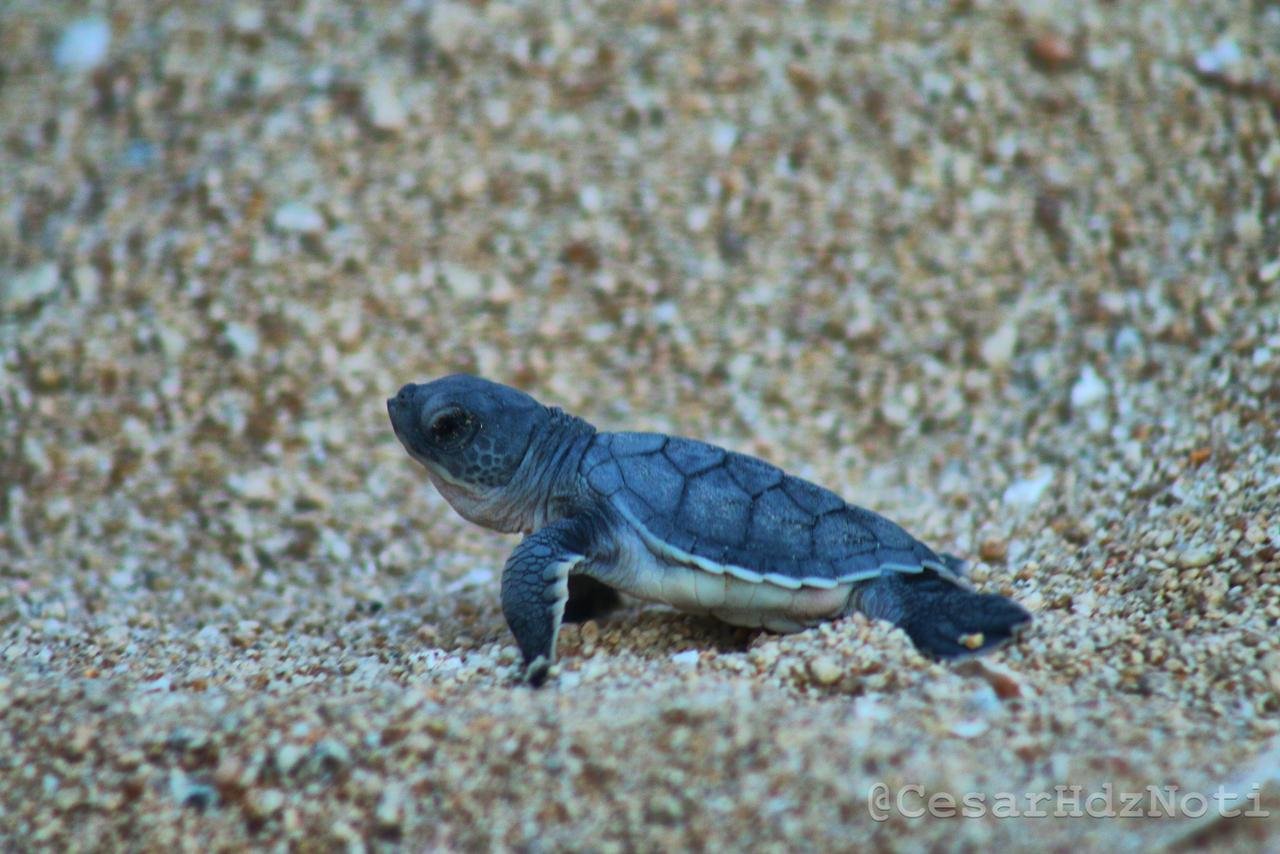 Urge apoyo de Bedolla para conservacion de tortugas marinas en Michoacan El Habillal y12