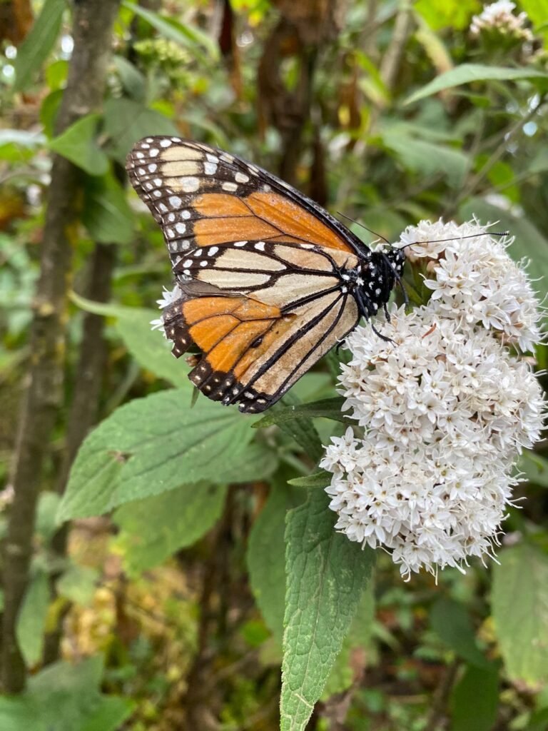 Naturaleza exige más cuidados del medio ambiente para tener monarcas en Michoacán: Bedolla 3 img 20250110 wa00766296970564810485915