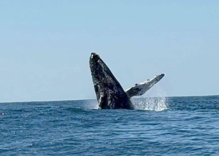 Avistamiento de ballenas fortalecerá el turismo en playas de Michoacán: Presidente de Aquila 3 img 20250129 wa00107465637392628329892