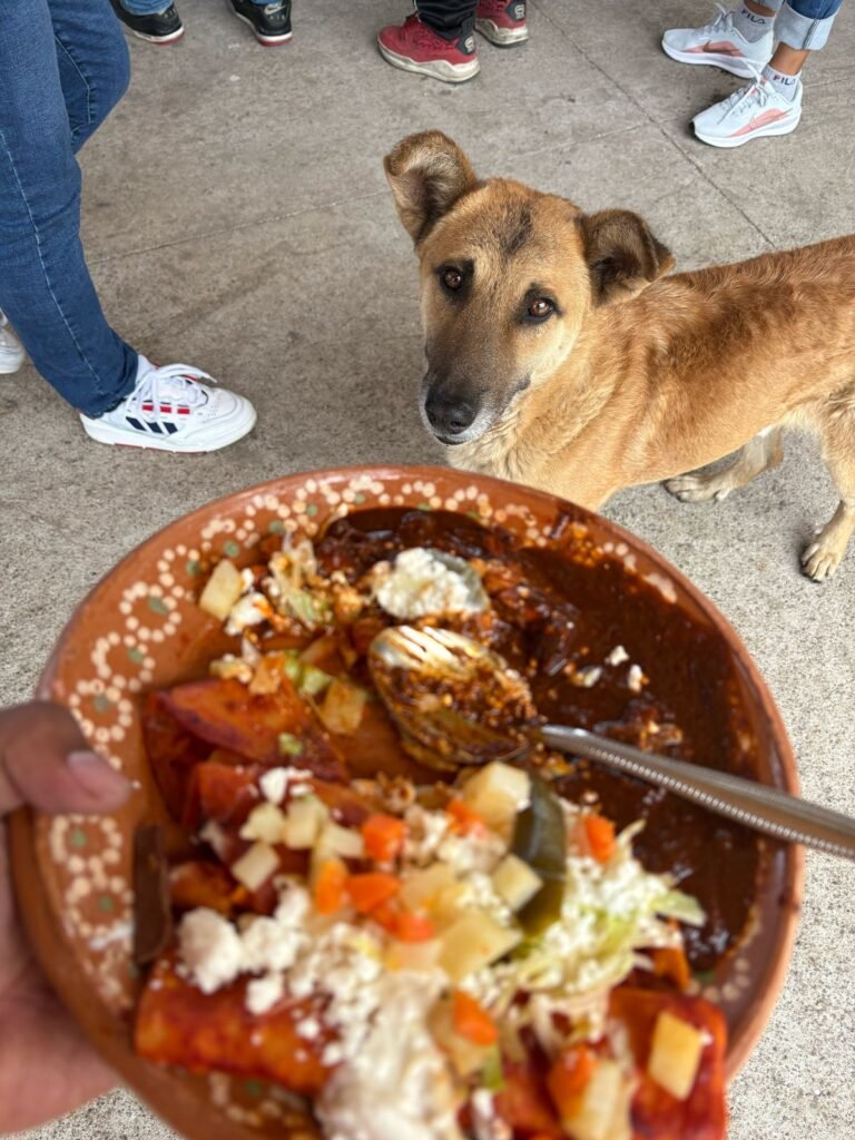 Sobrepoblacion de perritos en Capula es porque vienen a tirarlos Jefa de Tenencia 789