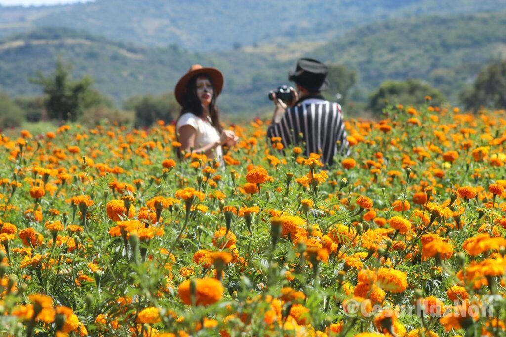 Desde Morelia disfruta del Tour Andares entre Flores previo al Día de Muertos 2025 2 img 20251008 wa00701617548624661005975
